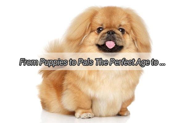 From Puppies to Pals The Perfect Age to Introduce Milk to Your Canine Companion